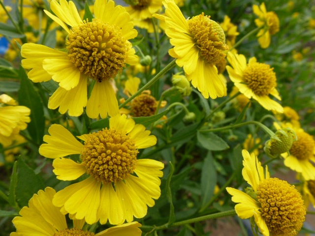 2 団子菊