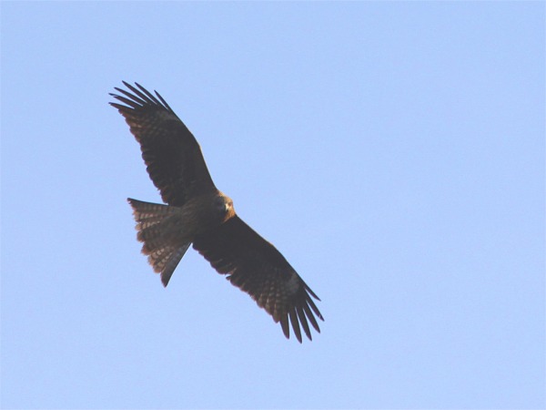 IMG_7453　オオタカ　A.jpg