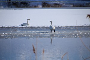 IMG_9944.jpg