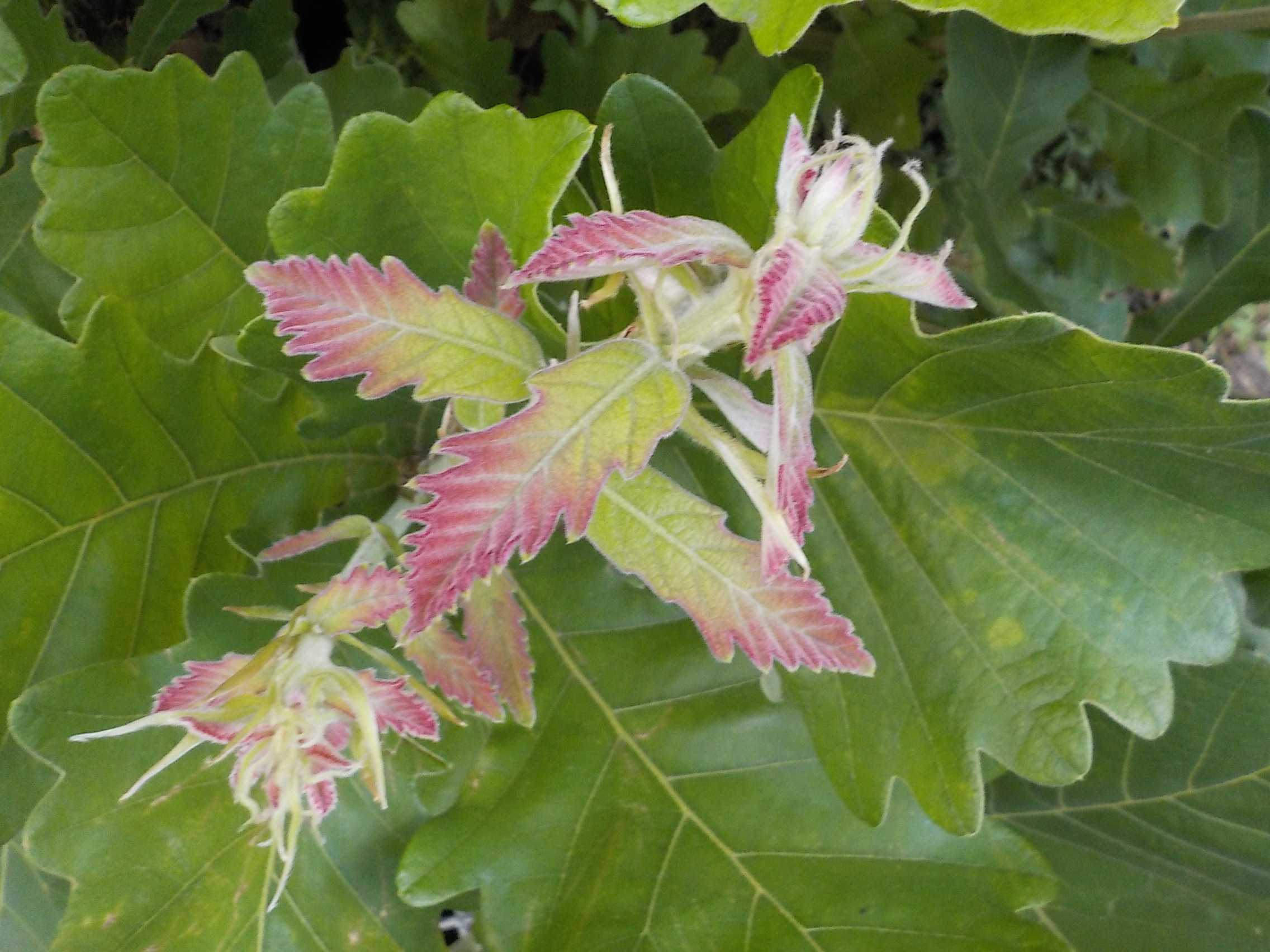 kashiwa new leaves 柏 新葉 私と陶芸。 楽天ブログ