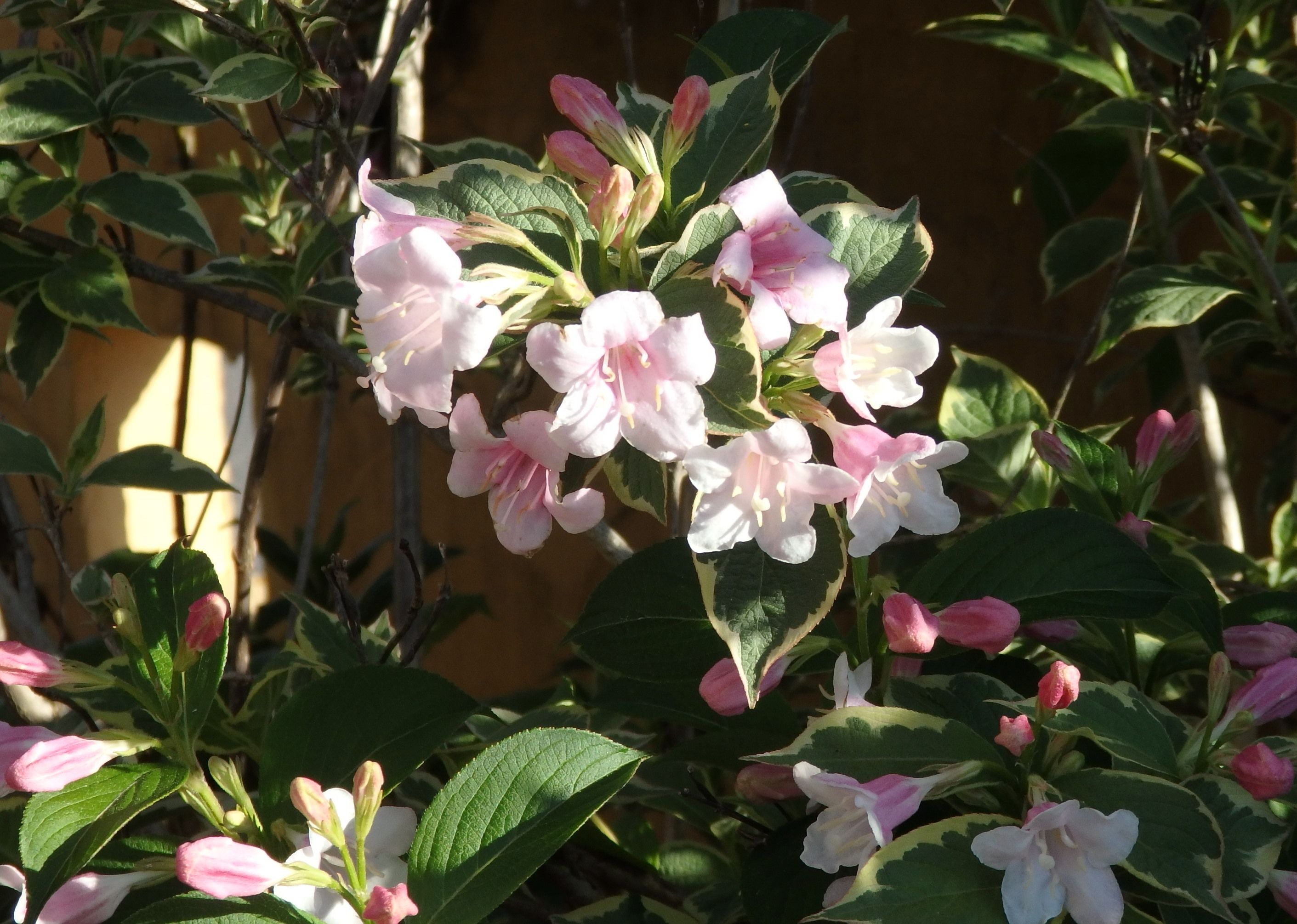 ５月の花木たち Kimi Teaの花日記 楽天ブログ