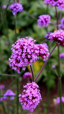 ヤナギハナガサ　6.2　2016　ｐ