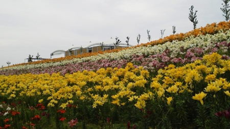 舞洲のゆり園2