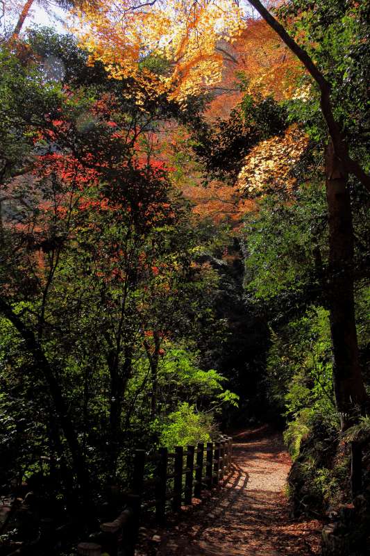 箕面公園残り紅葉_003.jpg