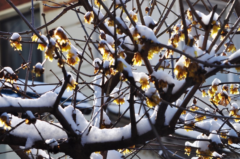 Ａ・雪・2.jpg