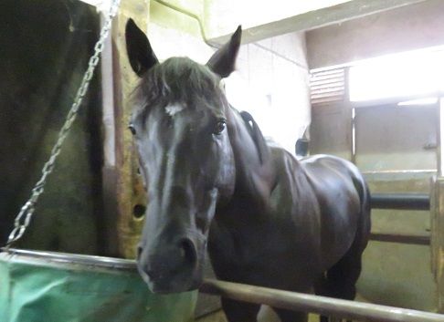 ナイキアディライト産駒ケンコンイッテキ 岩手へ 地方競馬の楽天競馬 日替わりライターブログ 楽天ブログ