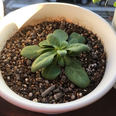 ペチュニア 花いっぱい咲かせたい 楽天ブログ