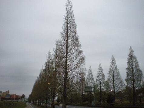 ４／２２早朝風景・駅前の街路樹.JPG