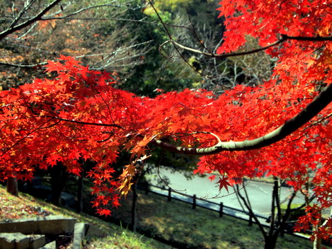 城山運動公園の紅葉-15