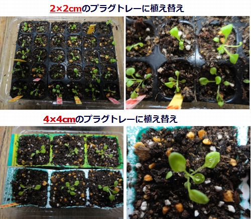 発芽苗の植え替え