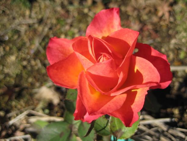 IMG_9392aa.jpg