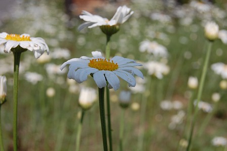 DSC_0027.jpg