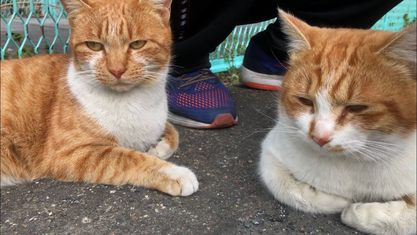 親子で過ごす猫 離れる猫 そして 遥かなる時の彼方へ 楽天ブログ