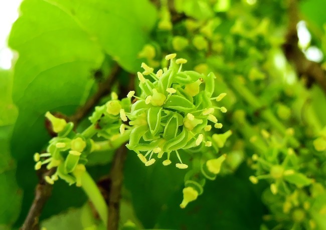 こんな蔓に こんな地味なお花が | ジュラのお散歩花日記 - 楽天ブログ