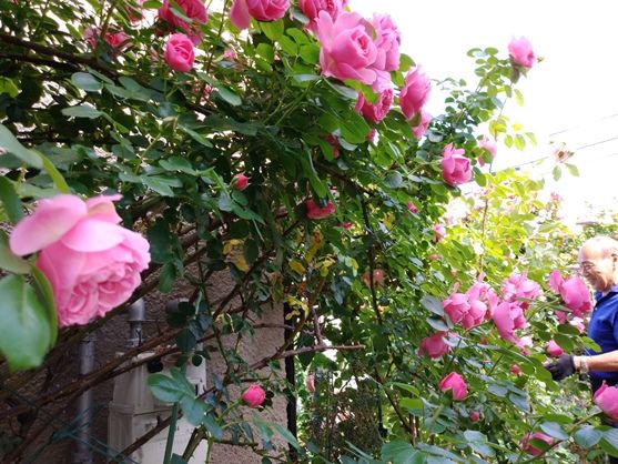 今年もお庭のバラは見事でした 季節の風を感じ畑仕事もゆっくりと３ 楽天ブログ