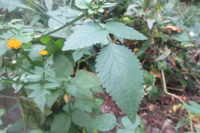 コセンダングサ（小栴檀草）