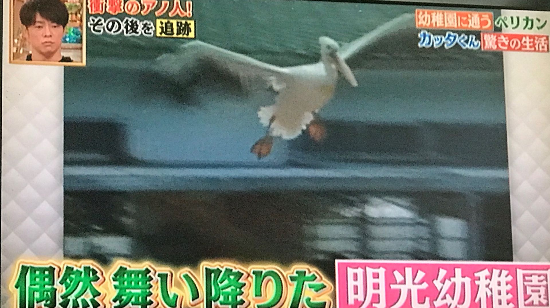 カッタくん 12 11 From Hagi 楽天ブログ