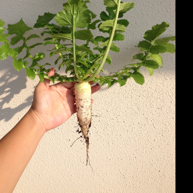 rblog-20131108140541-00.jpg