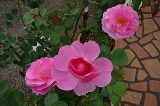 P1300905ss.jpg