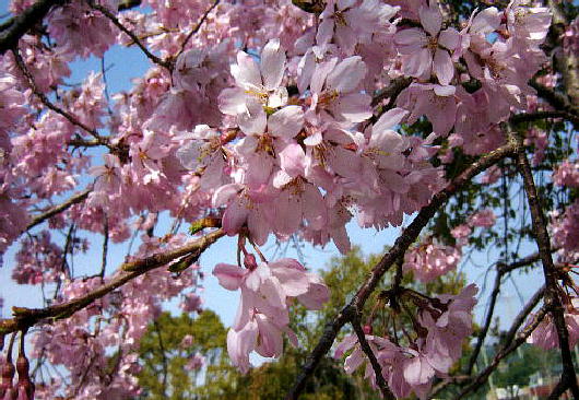 komezakura