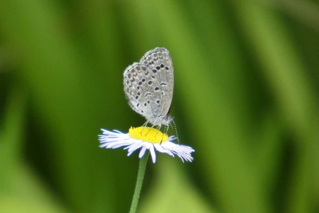 515