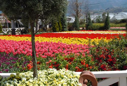 2013年4月5日　ハーブ庭園旅日記 (7).JPG