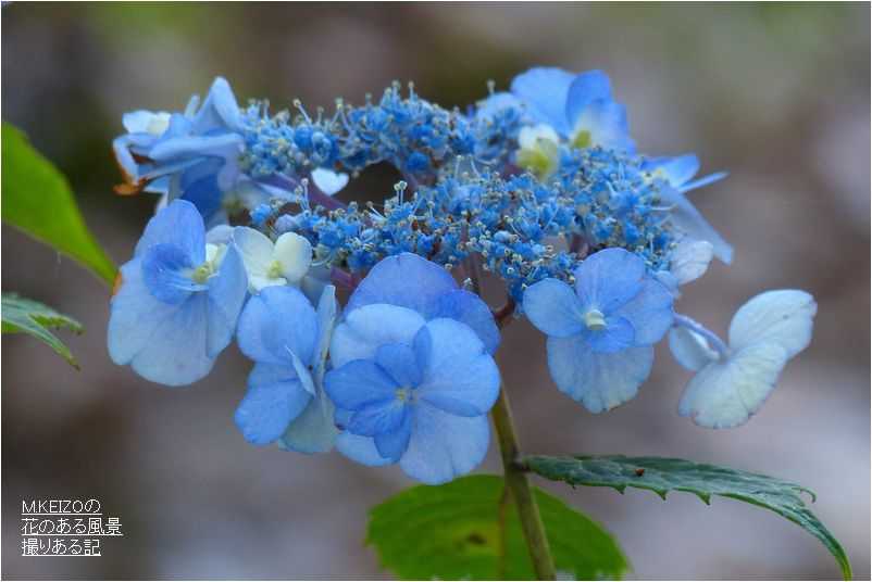 咲き揃った 紫陽花 その２ 6 7撮影 M Keizoの 花のある風景 撮りある記 楽天ブログ