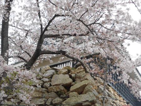 浜松城公園の桜