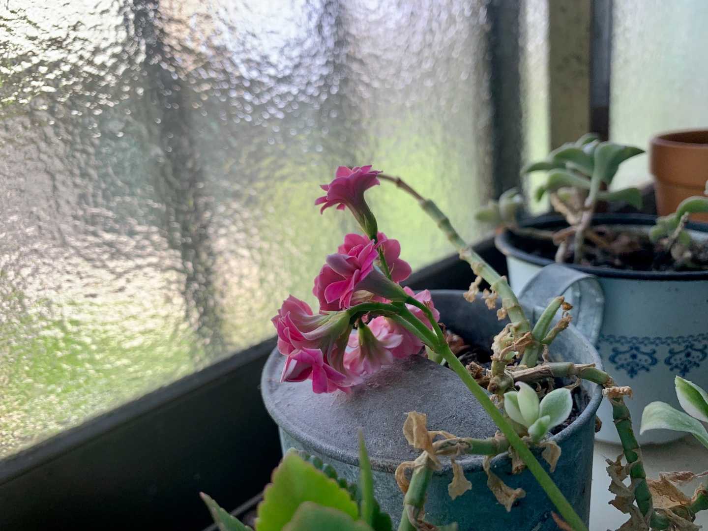 うちの花の撮影 ストレプトカーパス カランコエ サルビア タンザン バラ パットオースチン コモンマロウ クレマチス ジャスミン ホワイトプリンセス Music Land 私の庭の花たち 楽天ブログ