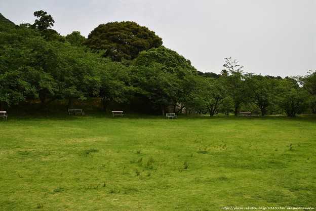 江戸菖蒲＆紫陽花 by宮地嶽神社 その10 最終回 | 今日の予定 - 楽天ブログ