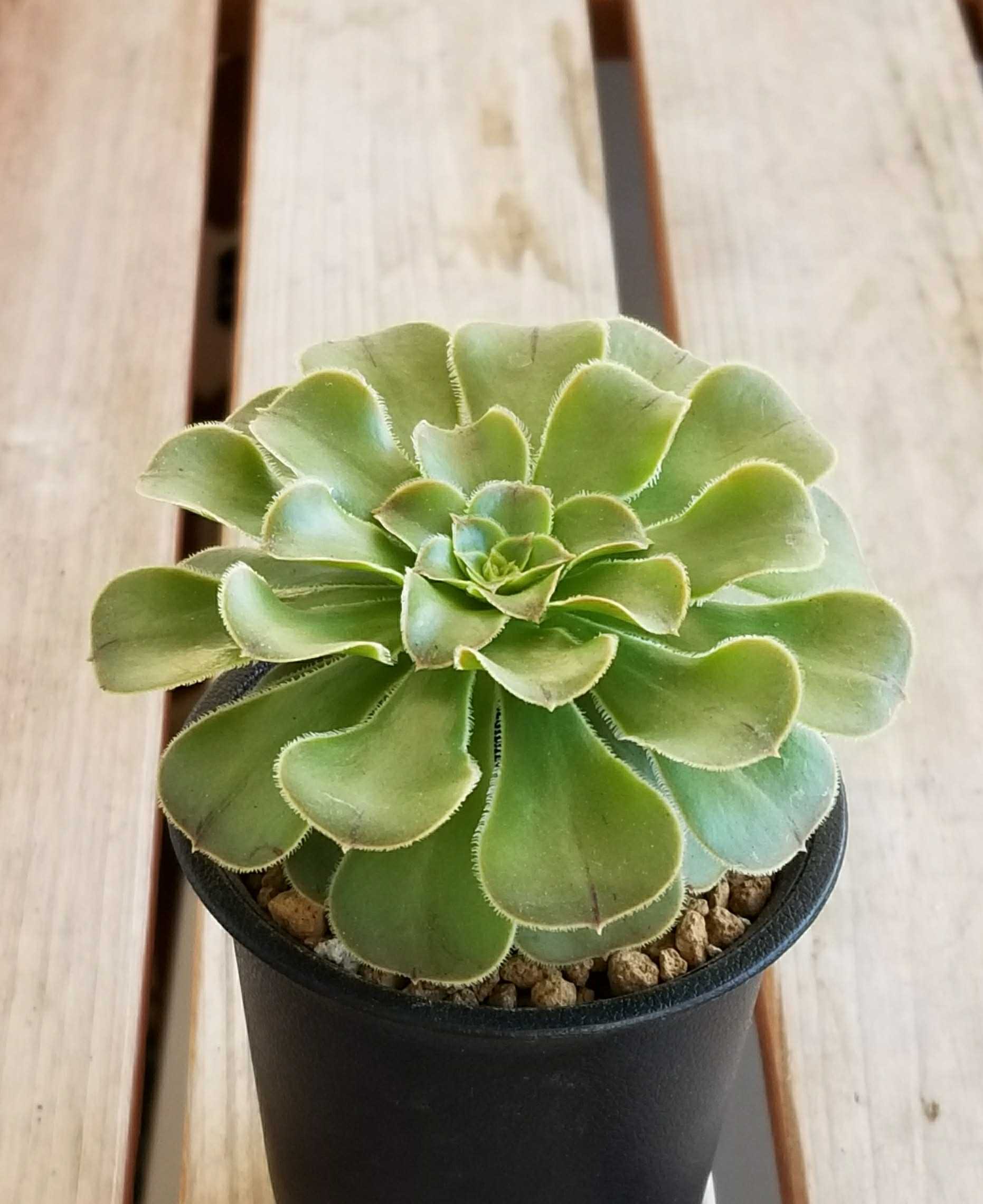 人気再入荷 希少 多肉植物 アエオニウム ダブリフォルメ 綺麗な緑のお皿のような形 欠品カラー再入荷 Colledeglidei Com 人気再入荷 希少 多肉植物 アエオニウム ダブリフォルメ 綺麗な緑のお皿のような形 欠品カラー再入荷 Colledeglidei Com