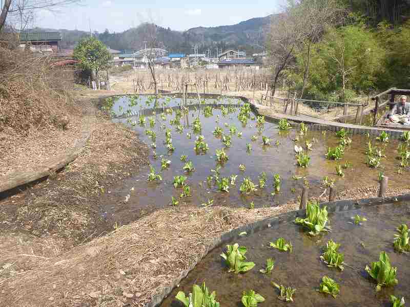 水芭蕉園。