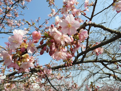 まつだ桜まつり