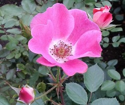 代々木公園のバラ.jpg