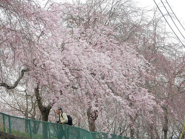 枝垂れ桜