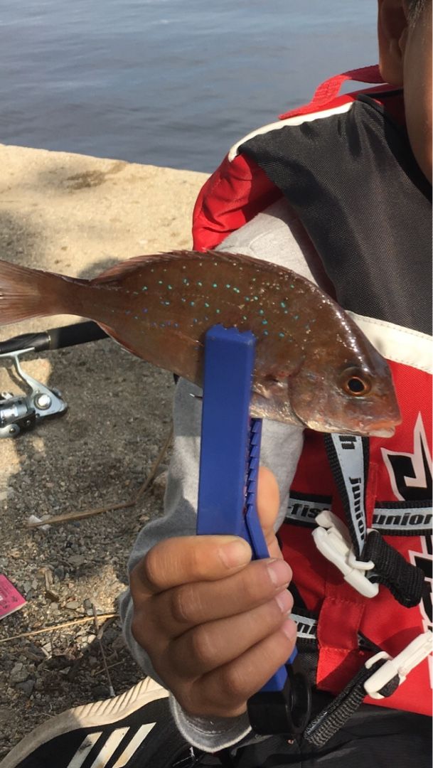 アウトドア Flhtcu Evoのブログ 楽天ブログ