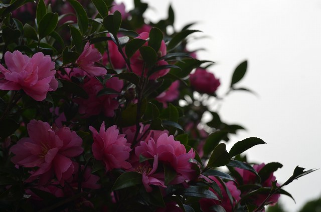 DSC_0256.jpg