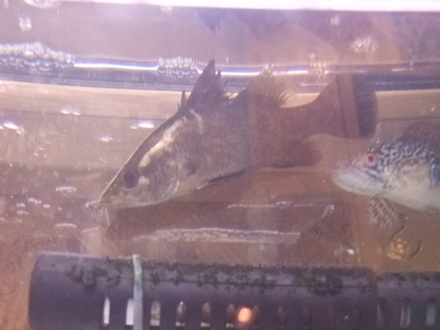 DSCF5788.JPG