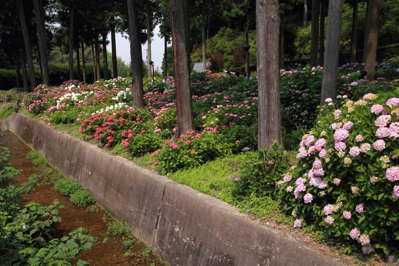 庭園・アジサイ_002.jpg
