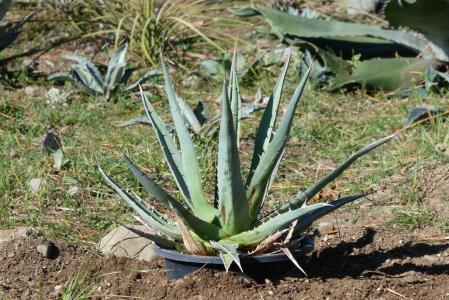 アガベ・アメリカーナ・那智の輝きとメディオピクタ・アルバ(華厳