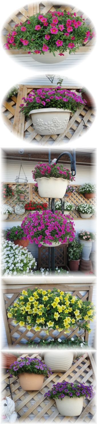 カリブラコアの様子