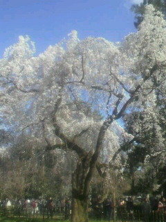 御所の糸桜