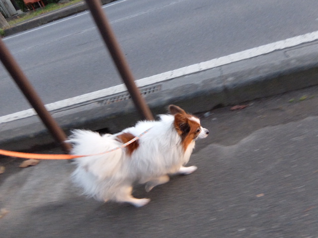 2015_1206_04414600.jpg