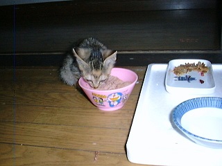 チビ鈴お食事中 小.jpg