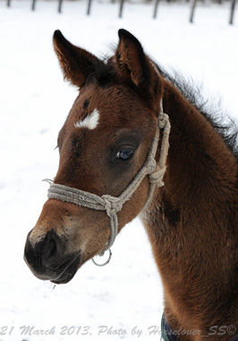 20130321_958BananaBoy_01