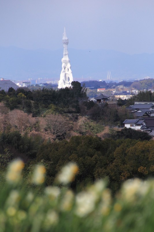千早赤阪村水仙の丘_003.jpg