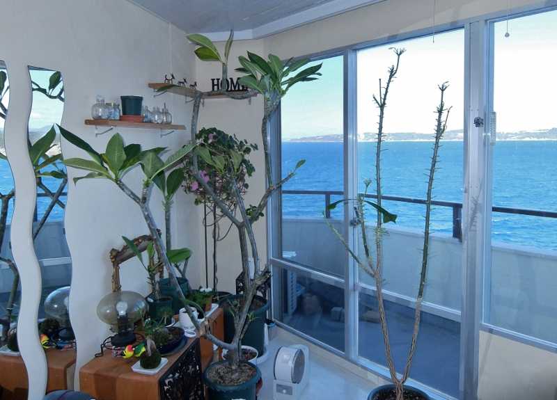 プルメリア プディカ 瀕死 冬 枯れ 葉 寒