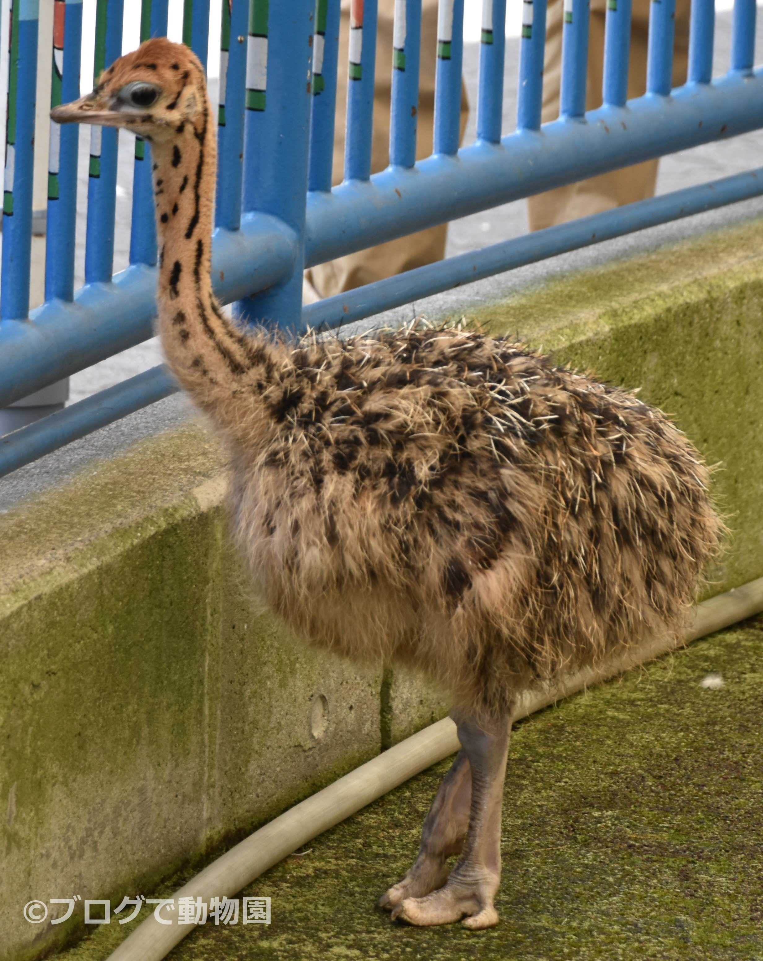 ダチョウ ブログで動物園 楽天ブログ