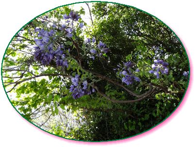 フジの花