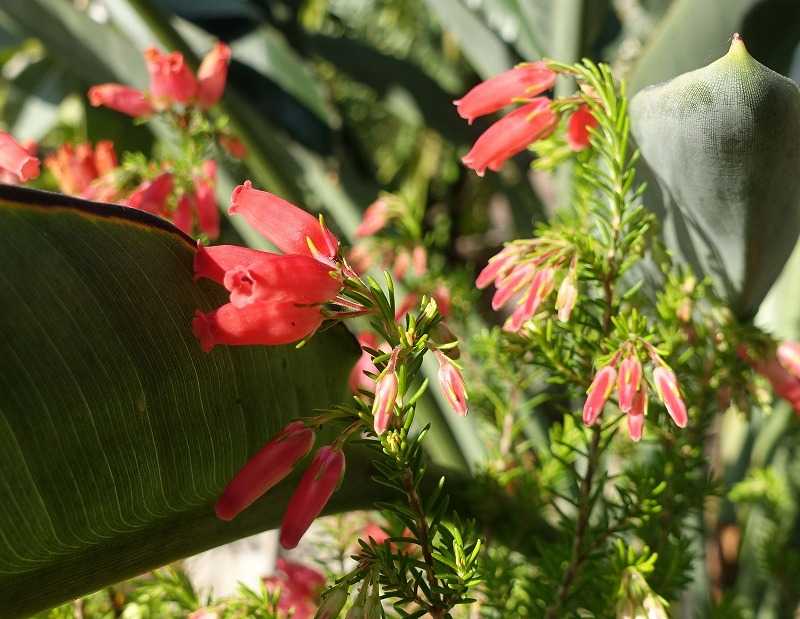 34ページ目の 今咲いている花 Gazengamaのブログ 散歩中に出合った花と趣味の陶芸作品 楽天ブログ
